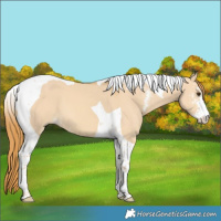 Horse Color:Red Dun Sabino Tobiano 