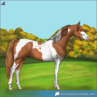 Horse Color:Chestnut Sabino Tobiano
