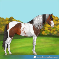 Horse Color:Bay Sabino Tobiano 