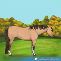 Horse Color:Bay Dun Tobiano 