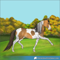 Horse Color:Buckskin Sabino Tobiano 
