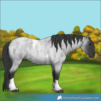 Horse Color:Blue Roan Tobiano