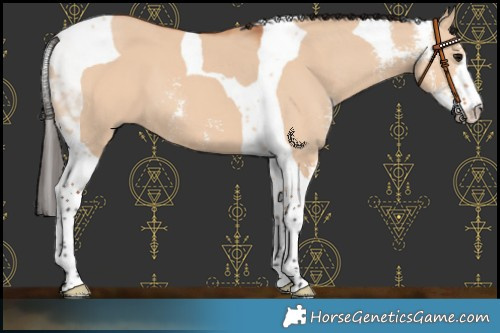 Horse Color:Bay Dun Sabino Tobiano 