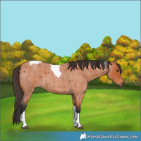 Horse Color:Bay Roan Tobiano 