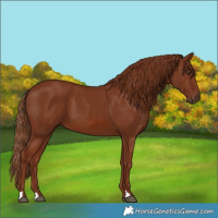 Horse Color:Chestnut 