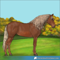 Horse Color:Chestnut 