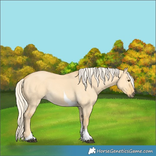 Horse Color:Palomino Dun Tobiano