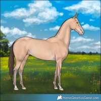 Horse Color:Amber Champagne 