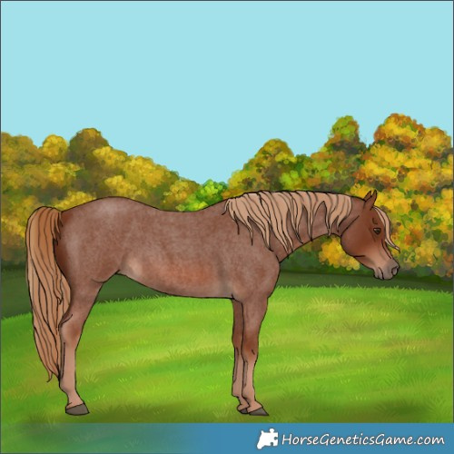Horse Color:Red Roan 