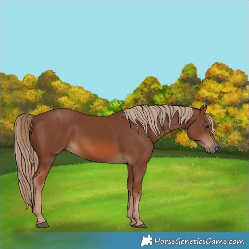 Horse Color:Chestnut 