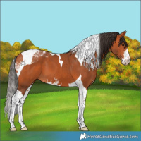 Horse Color:Bay Sabino Tobiano