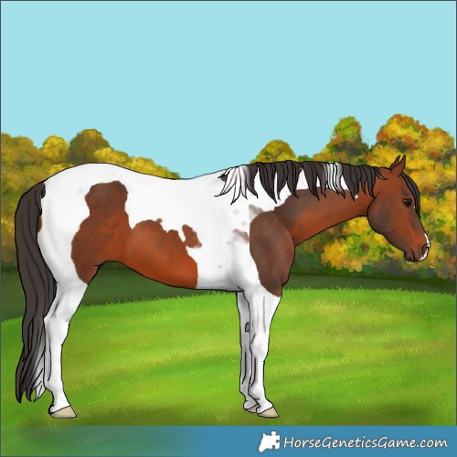 Horse Color:Bay Tobiano 