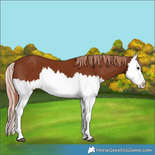 Horse Color:Chestnut Splash 