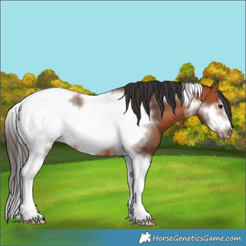 Horse Color:Bay Tobiano Frame 