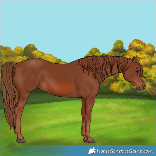 Horse Color:Chestnut Rabicano