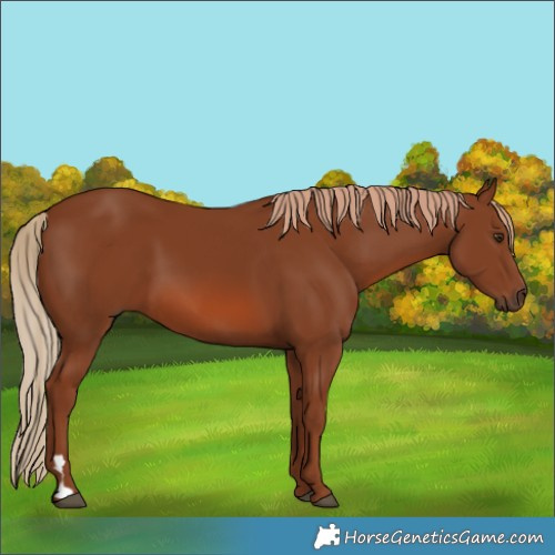 Horse Color:Chestnut 