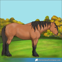 Horse Color:Bay 