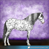 Horse Color:Blue Roan Appaloosa 