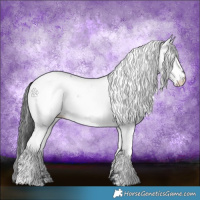 Horse Color:Blue Roan Appaloosa 