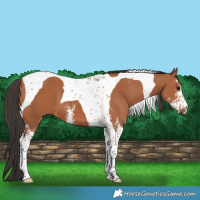 Horse Color:Bay Sabino Tobiano 