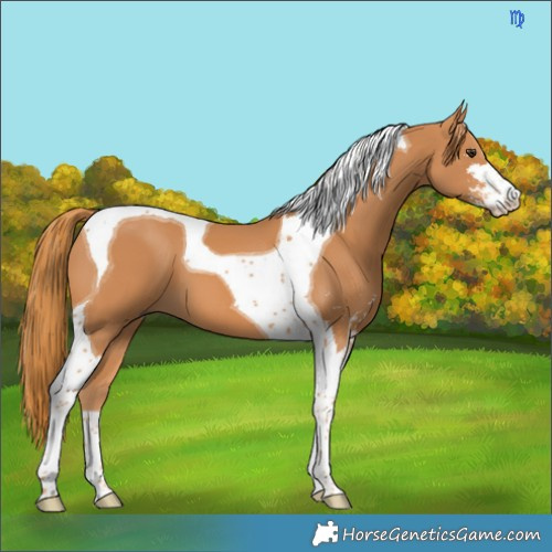 Horse Color:Chestnut Sabino Tobiano