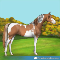 Horse Color:Chestnut Sabino Tobiano 