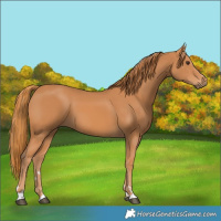 Horse Color:Chestnut 