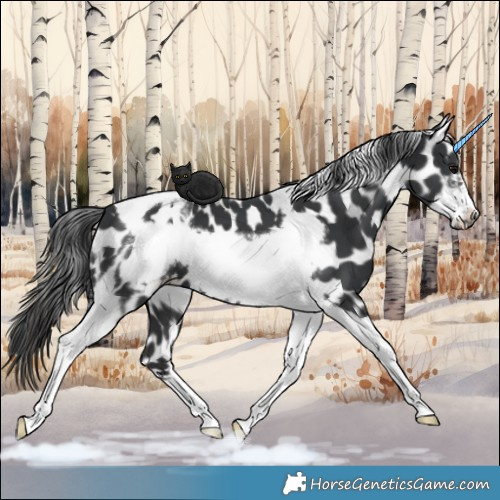 Horse Color:Black Tobiano Frame Appaloosa