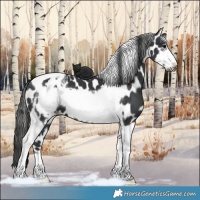 Horse Color:Black Tobiano Frame Appaloosa 