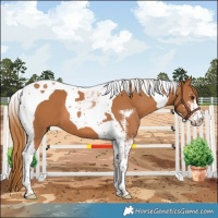 Horse Color:Chestnut Sabino Tobiano