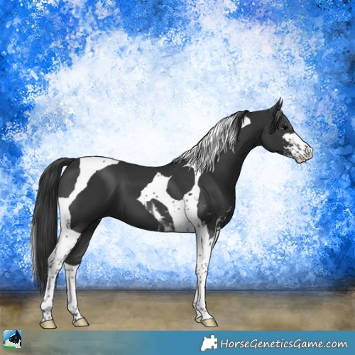 Horse Color:Black Sabino Tobiano