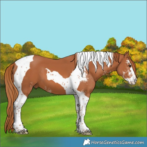 Horse Color:Chestnut Sabino Tobiano 