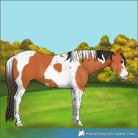 Horse Color:Bay Sabino Tobiano