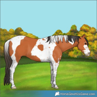 Horse Color:Bay Sabino Tobiano 