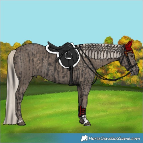 Horse Color:Smoky Black  and Silver Smoky Black 