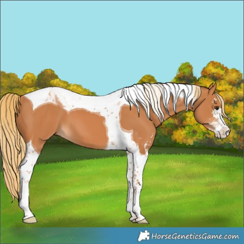 Horse Color:Chestnut Sabino Tobiano 