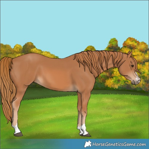 Horse Color:Chestnut 