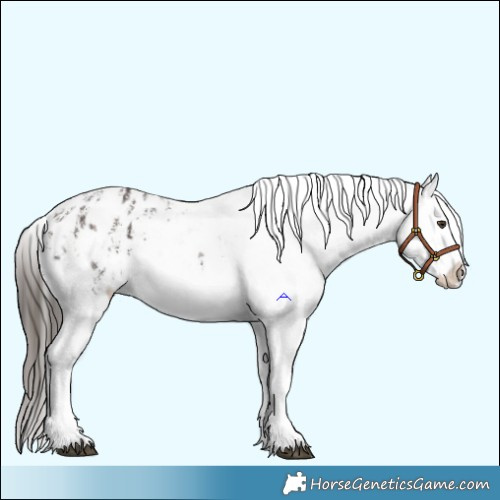 Horse Color:Liver Chestnut Sabino Splash Appaloosa  and Liver Chestnut Sabino Splash Appaloosa 