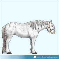 Horse Color:Liver Chestnut Sabino Splash Appaloosa and Liver Chestnut Sabino Splash Appaloosa