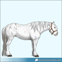 Horse Color:Liver Chestnut Sabino Splash Blanket  and Liver Chestnut Sabino Splash Blanket 