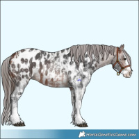 Horse Color:Bay Sabino Splash Blanket  and Bay Sabino Splash Near Leopard 