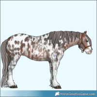 Horse Color:Bay Sabino Splash Appaloosa  and Bay Sabino Splash Appaloosa 