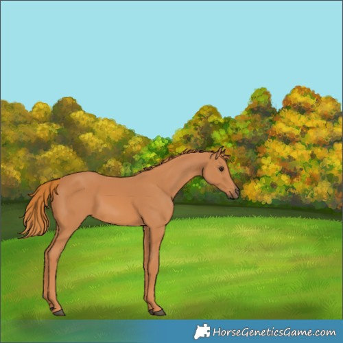 Horse Color:Chestnut 
