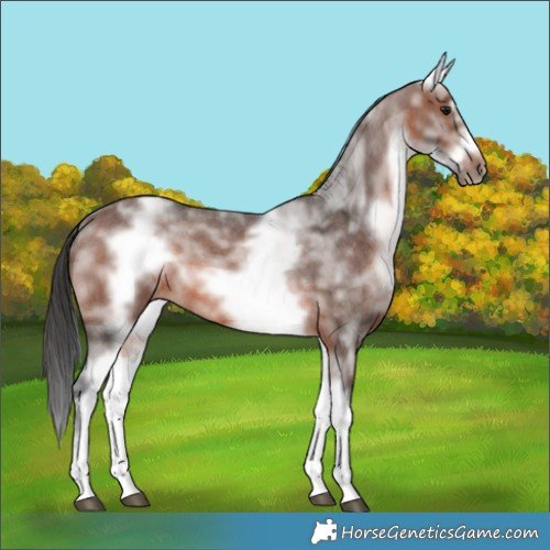 Horse Color:White Spotted Brown Roan Frame 