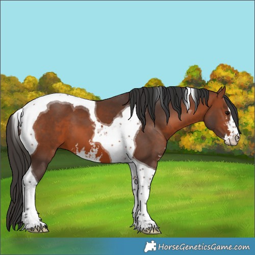 Horse Color:Bay Sabino Tobiano 