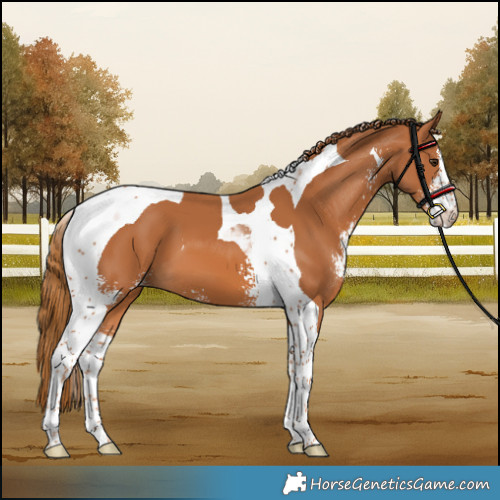Horse Color:Chestnut Sabino Tobiano 