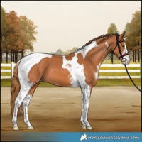 Horse Color:Chestnut Sabino Tobiano 