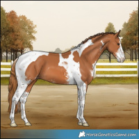 Horse Color:Chestnut Sabino Tobiano 