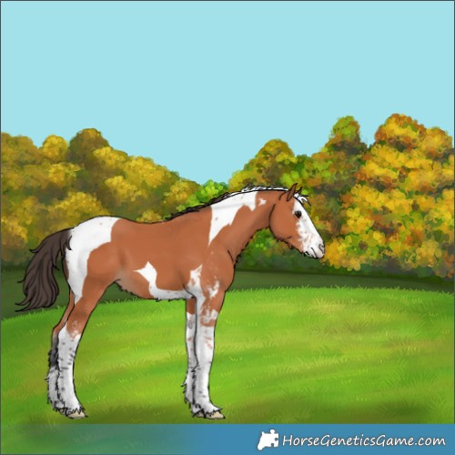 Horse Color:Bay Sabino Tobiano 