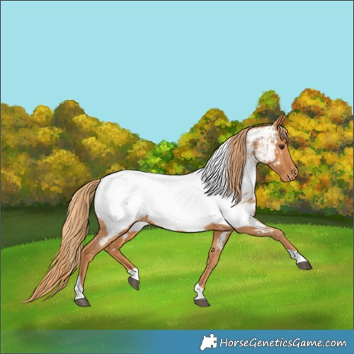 Horse Color:Chestnut Tobiano Appaloosa